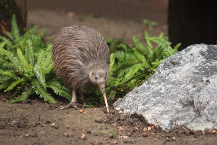 餌を食べるキウイ