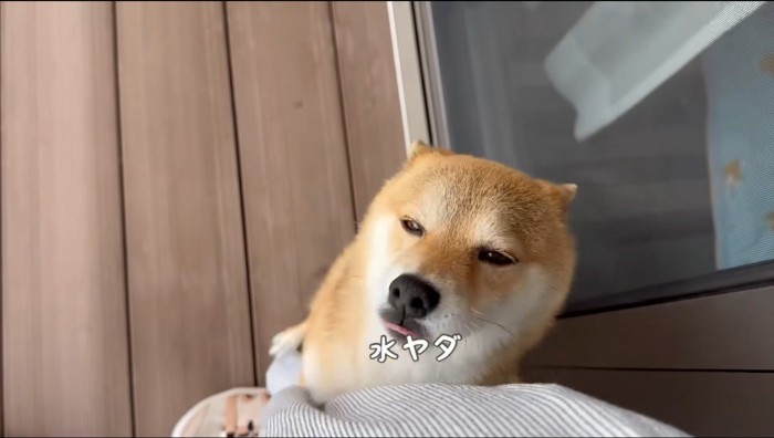 女性の足にしがみつく犬