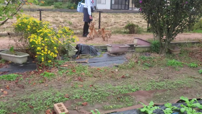 営業中のヤクルトレディさん！