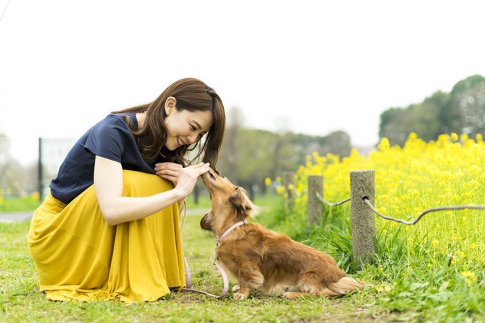 女性とダックスと黄色の花畑