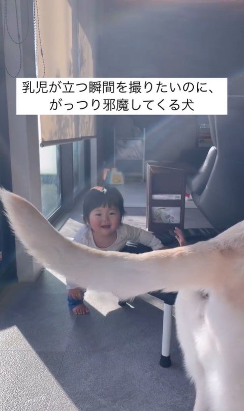 きぬちゃんと立つ練習中の赤ちゃん8