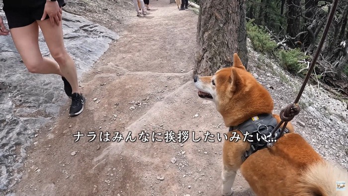 構ってほしそうなナラちゃん