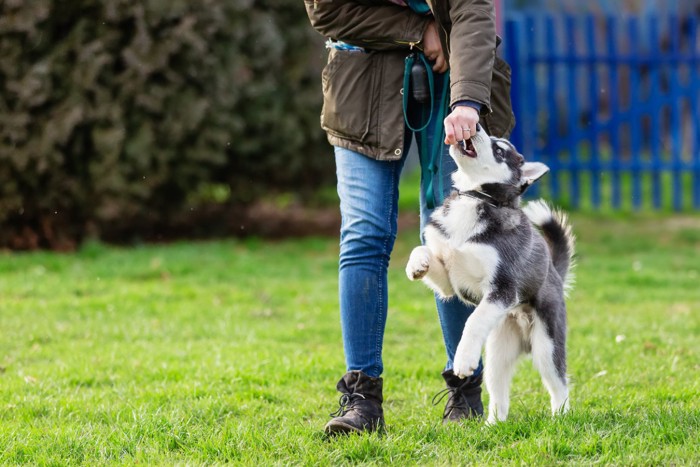 一緒に歩くトレーニングをする子犬