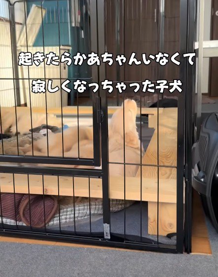 母犬がいなくなって…