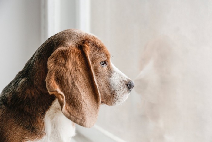 窓から外を見つめる犬