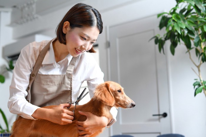 トリミング中の犬