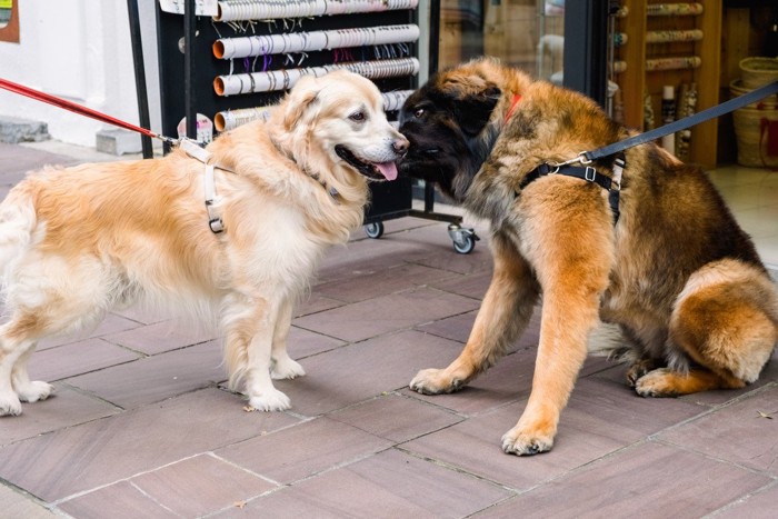 仲良しの犬同士の挨拶