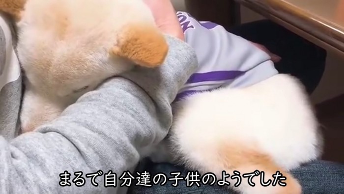 ママさんに抱かれて眠る犬