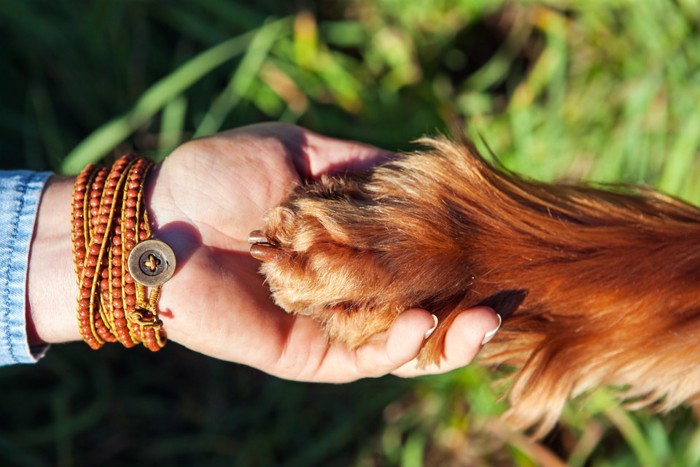 犬と手