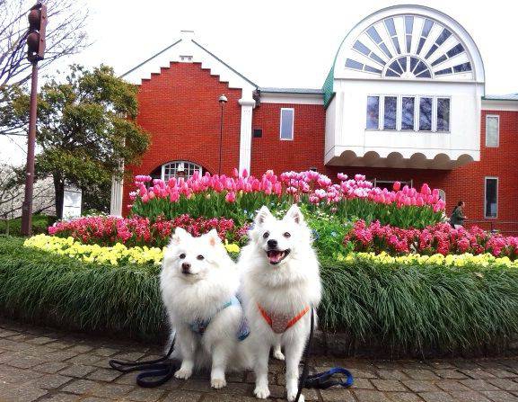 花壇の前の犬