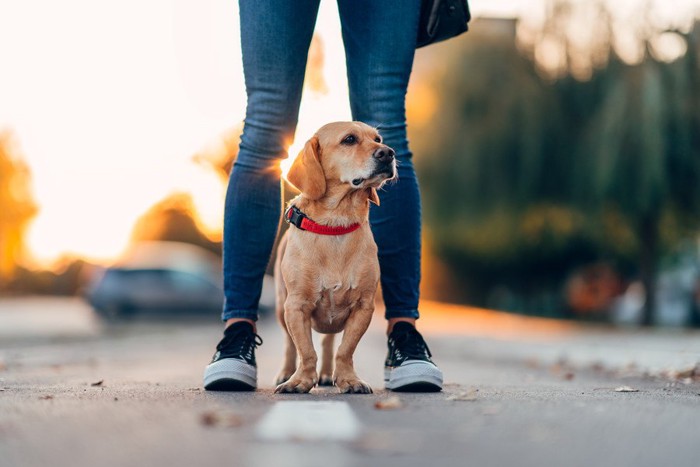 足の間に立つ犬