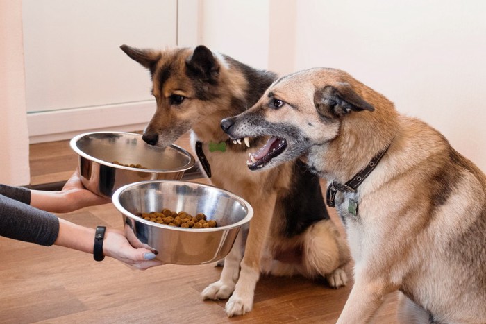 食事を待つ犬達