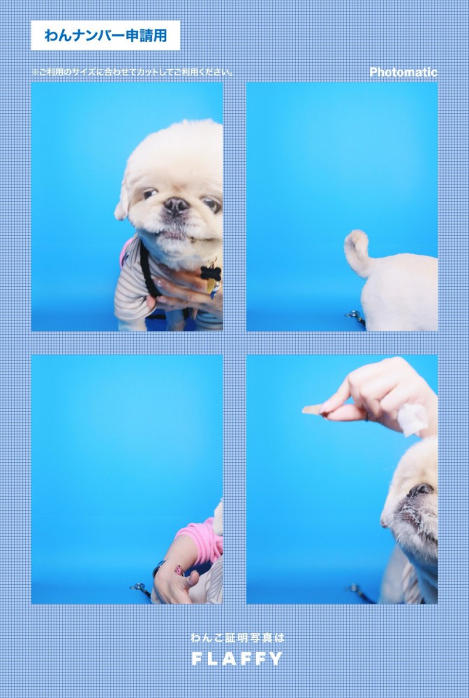 ペキニーズ