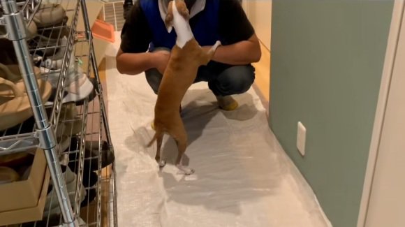 またご挨拶することちゃん