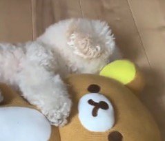 くまのぬいぐるみに抱きついて眠る犬