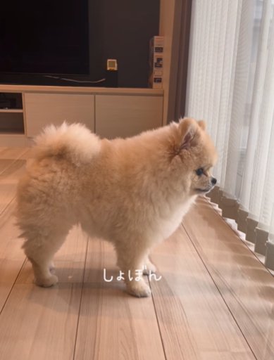 窓の外を見つめながら悲しそうな顔のポメラニアン