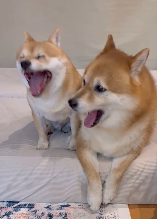 あくびをする2匹の犬