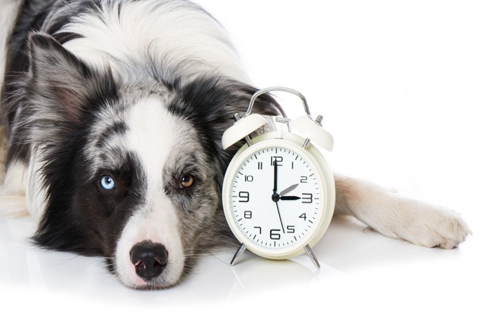 大型犬と時計