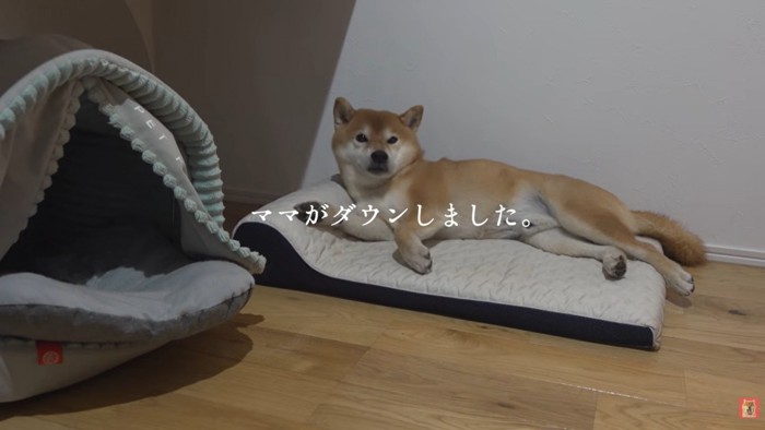 柴犬のはちくん