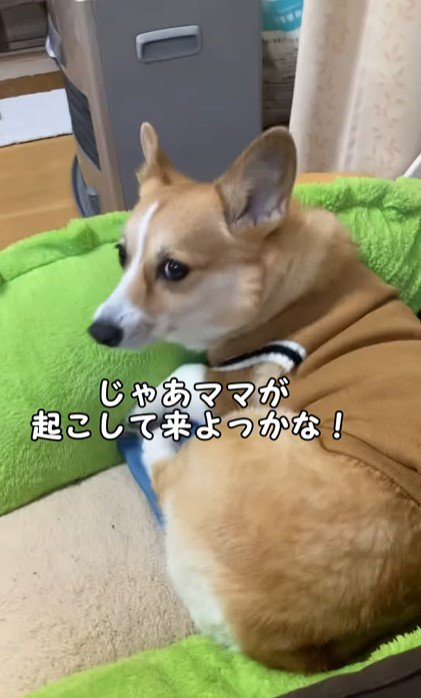 ママの一言で態度が変わるチリちゃん