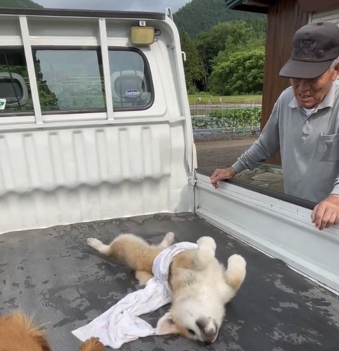 体をくねらせる犬