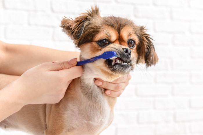 歯みがきをされている犬