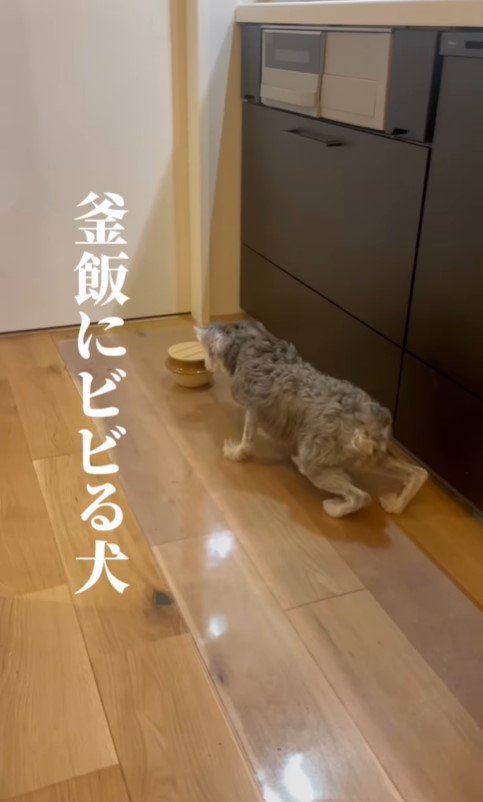 釜めしの容器にビビるしおちゃん2