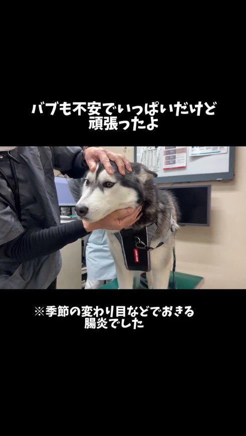 獣医に診察を受けるハスキー犬