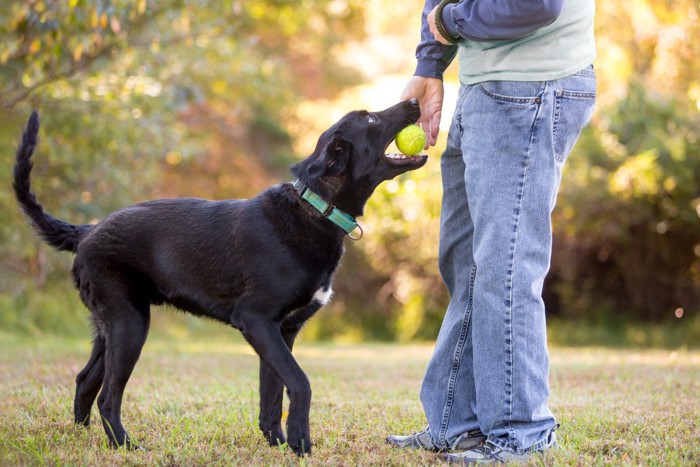 ボールを渡す犬