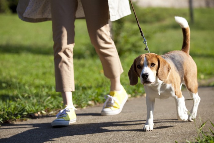 散歩する飼い主と犬