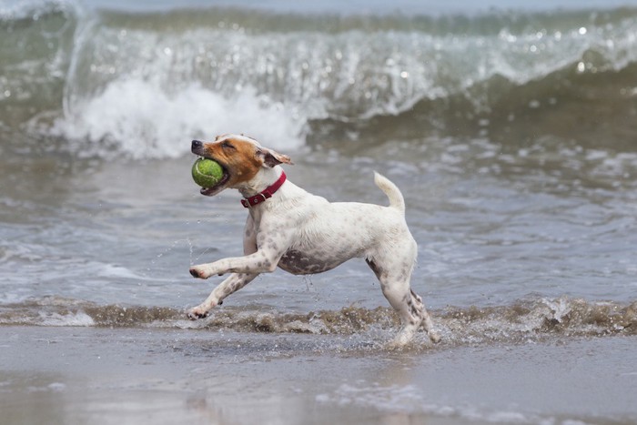 海辺でボール遊びをする犬