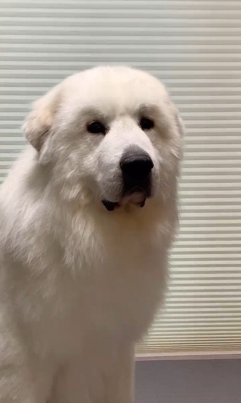 マハロくんと赤ちゃん3