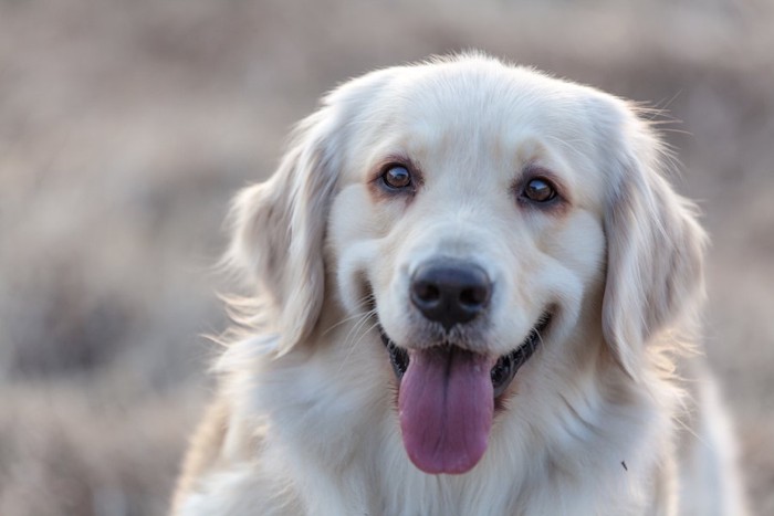 舌を出してこちらを見つめる犬