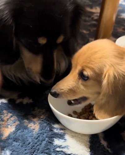 茶色い犬が食べているごはんを見つめる黒い犬
