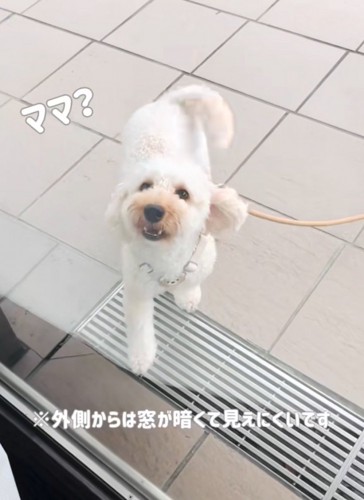 鳴いてママを呼ぶ犬