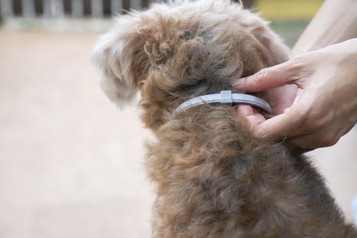 首輪をつけられている犬の後ろ姿