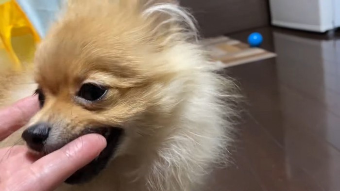 手を噛む犬