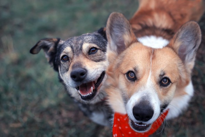 寄り添う2匹の犬