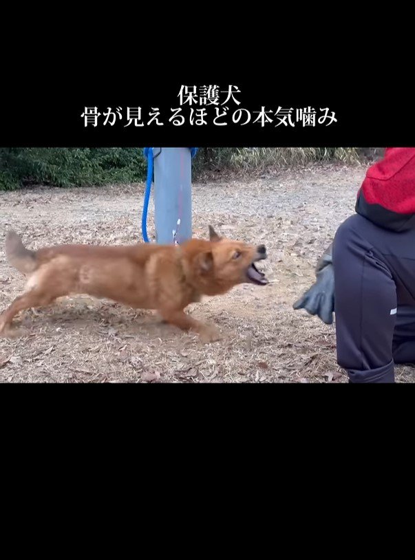 手袋を噛もうとする犬