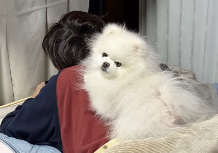 うつ伏せになっている飼い主の背中に乗って、カメラを見つめる犬