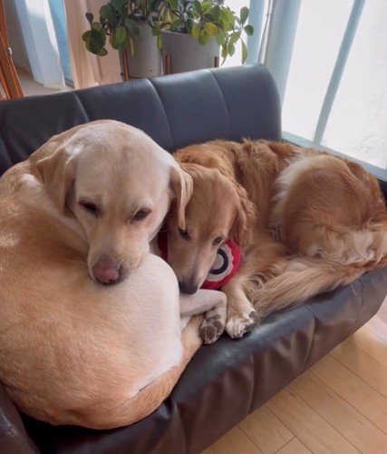 くっついて眠る2匹の犬