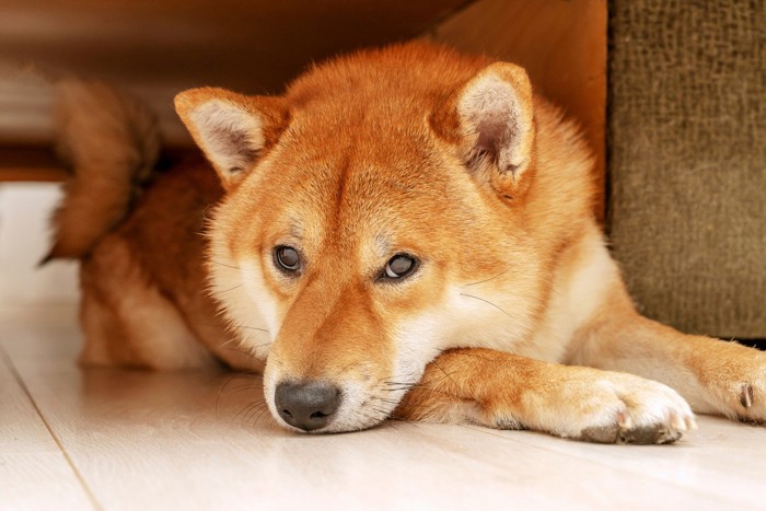 上目遣いの柴犬