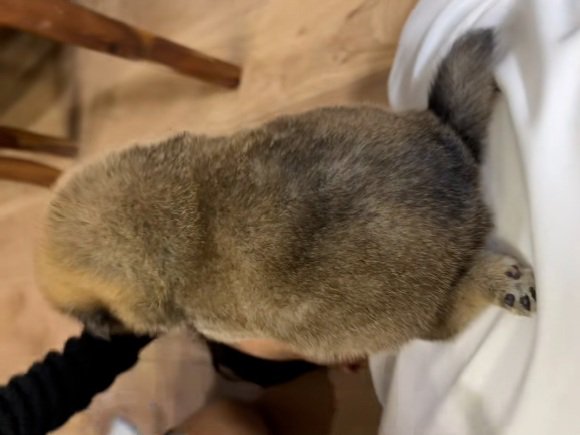 コロコロの子犬2