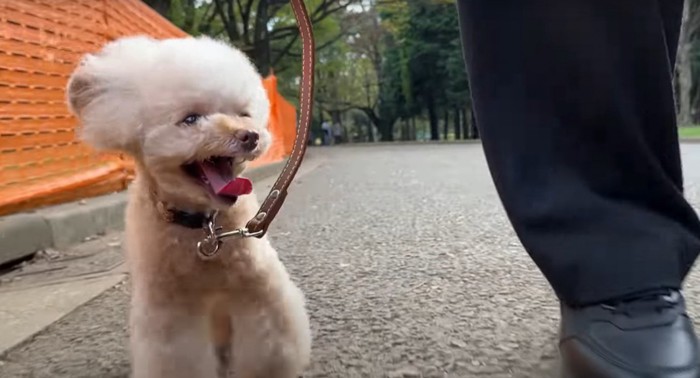 公園を歩く犬