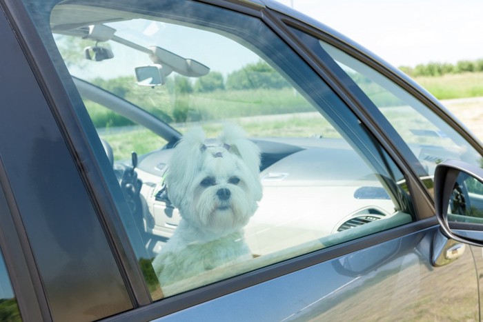 車の中にいる白い犬