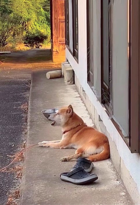 音楽に合わせて歌うコロちゃん5