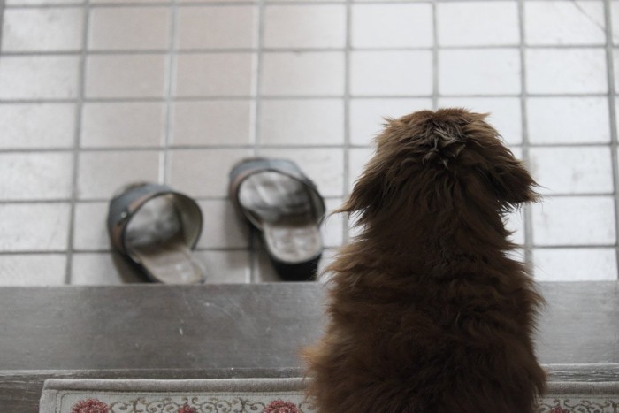 玄関を見つめる犬の後ろ姿