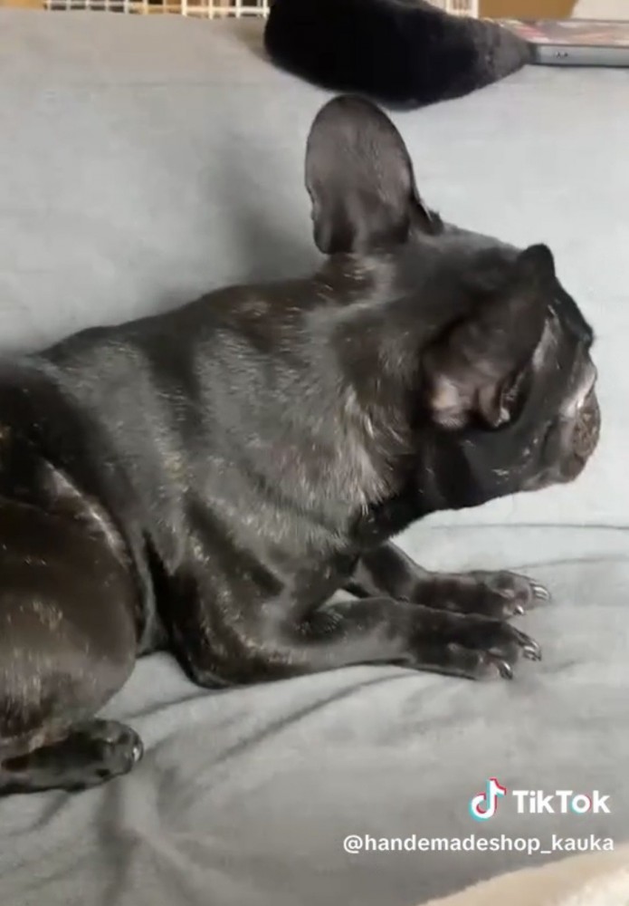 顔をそむける犬