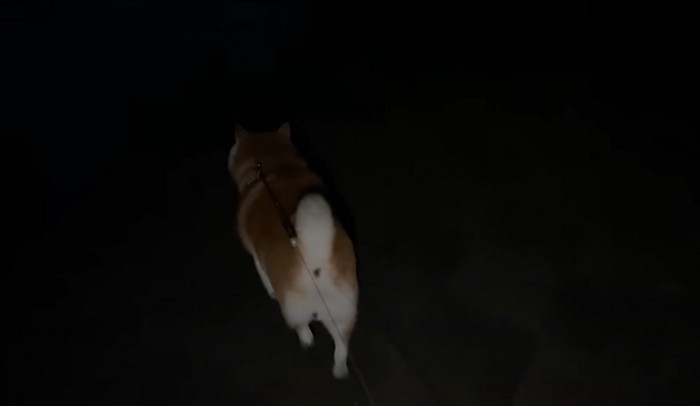 散歩する柴犬2
