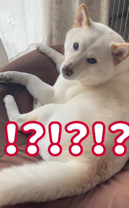 4年後のはるちゃんにビックリ！
